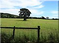 Tree and telegraph pole