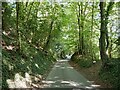 Looking down the lane from Wheatham to Steep Marsh