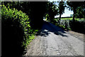 Welcome shade along Loughmuck Road