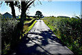 H4367 : Tree shadows along Laurelbank Road by Kenneth  Allen