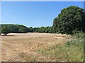 A parched scene at Steep Marsh Farm