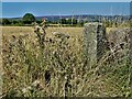 Gatepost at Holmesfield Common