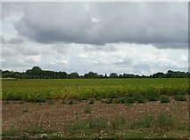 SU7251 : Crop field off Deptford Lane by JThomas
