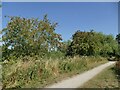 Rowan trees by the path 