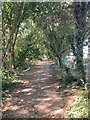 Wooded footpath near Alston Hall