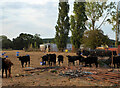 Young cattle near Hanley Swan