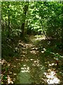 Permissive Footpath, Beech Wood