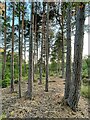 SY9686 : Conifer trees in Salterns Copse by Graham Hogg