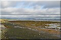 Shoreline, Strangford Lough