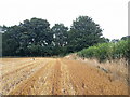 Woodland at the corner of the field