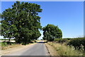 Large oak on Sedgebrook Road