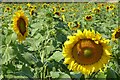 Sunflowers near Crab Tree Farm