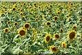 Sunflowers near Crab Tree Farm