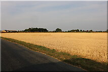 TF5318 : Crop field by Market Lane, Terrington St Clement by David Howard