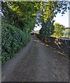 Minor road between hedge and wall, Cwmyoy, Monmouthshire