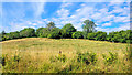 Grassy hillside