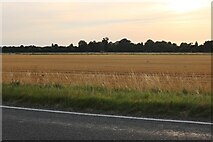 TF4414 : Field by Sutton Road, Newton by David Howard