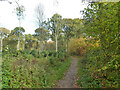 TL8727 : Path in Chalkney Wood by Robin Webster