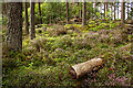 Summer heather in Culbokie Wood