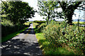 Tree shadows along Knockmoyle Road