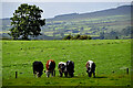 H4577 : Cattle, Erganagh Glebe by Kenneth  Allen