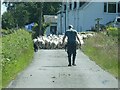 NM7616 : Seil - Sheep hold-up by Rob Farrow