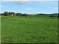 Grassland near Bellrigg