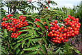 Rowan Berries (Sorbus aucuparia)