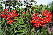 NJ4556 : Rowan Berries (Sorbus aucuparia) by Anne Burgess