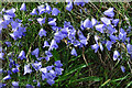 Bluebells (Campanula rotundifolia)