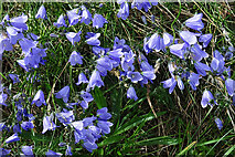 NJ4460 : Bluebells (Campanula rotundifolia) by Anne Burgess