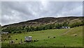 Sheep fields near Murlaggan