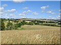 Fields above Oxton