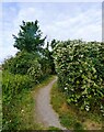 Footpath by Faversham Creek