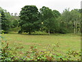 Field and Bank Wood