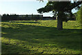 Sheep, Storridge Farm