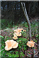 Chanterelles (Cantharellus cibarius)