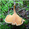 Chanterelle (Cantharellus cibarius)