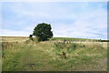 Bridleway at Baxter Wood