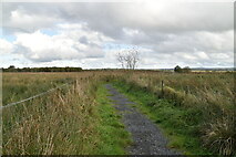 J1068 : Footpath, Portmore Lough Reserve by N Chadwick