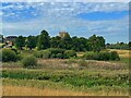 Cuckney water meadows