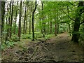 Pendle Way through White Hough Plantation