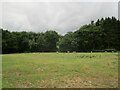 Sheep grazing near Little Weir