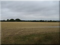 TL6203 : Field off Blackmore Road by JThomas