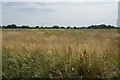 Scrubby grassland near Bodymoor Heath