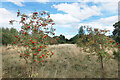 Rowan Trees, Low Burnhall