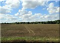 Field towards Three Mile Hill