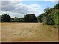 Footpath beside hedgerow to Hatley