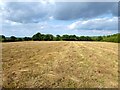 Silver Hill Meadow