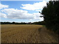 Stubble field beside Oak Road